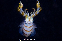 Bigfin reef squid by Julian Hsu 